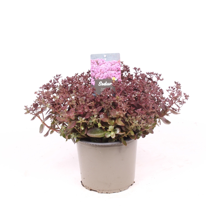 <h4>Sedum 'Cherry Tart'</h4>