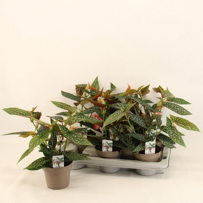 <h4>Begonia BD mac. 'Wightii'</h4>