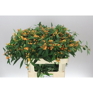 Euphorbia F T Sunstream
