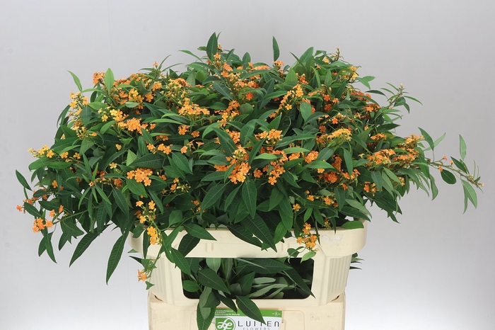 <h4>Euphorbia F T Sunstream</h4>