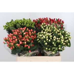 Hyp Mix Bucket