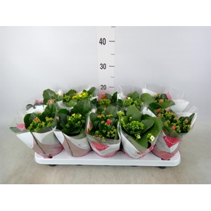 Kalanchoe blos.   ..mix 5