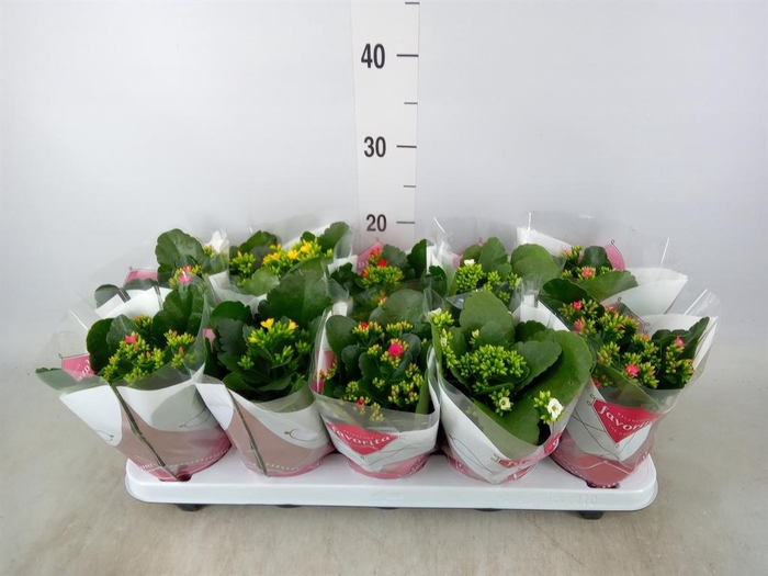 <h4>Kalanchoe blos.   ..mix 5</h4>