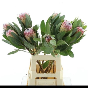 PROTEA SUSARA