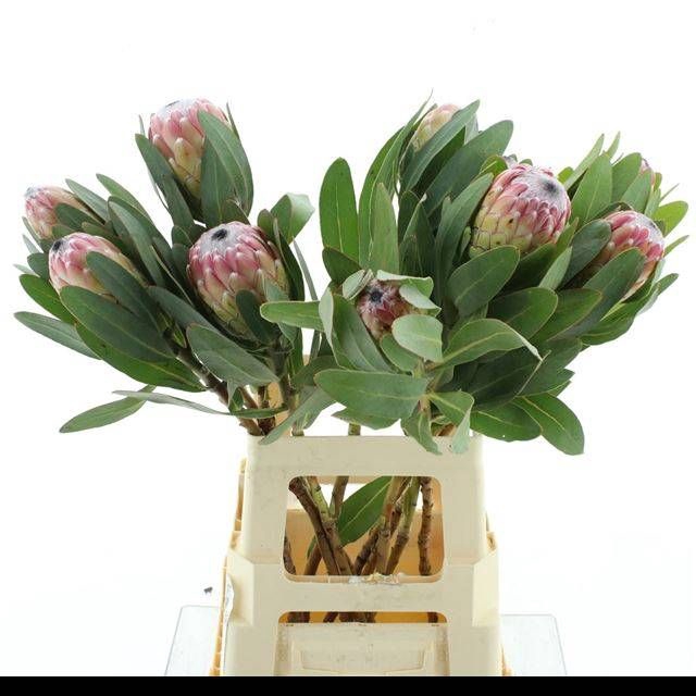 <h4>PROTEA SUSARA</h4>