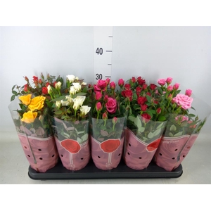 Rosa  'Star Roses'   ...mix 4