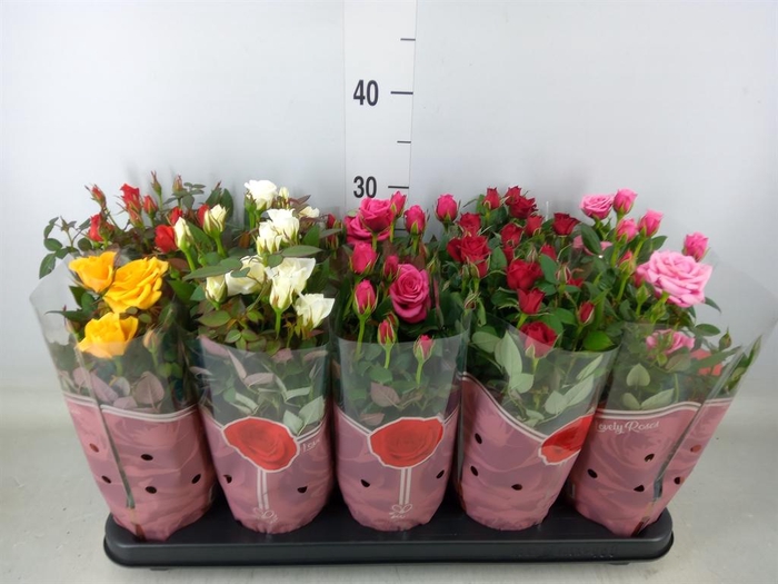 <h4>Rosa  'Star Roses'   ...mix 4</h4>