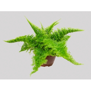 SAMAMBAIA HAVAIANA MINI C13