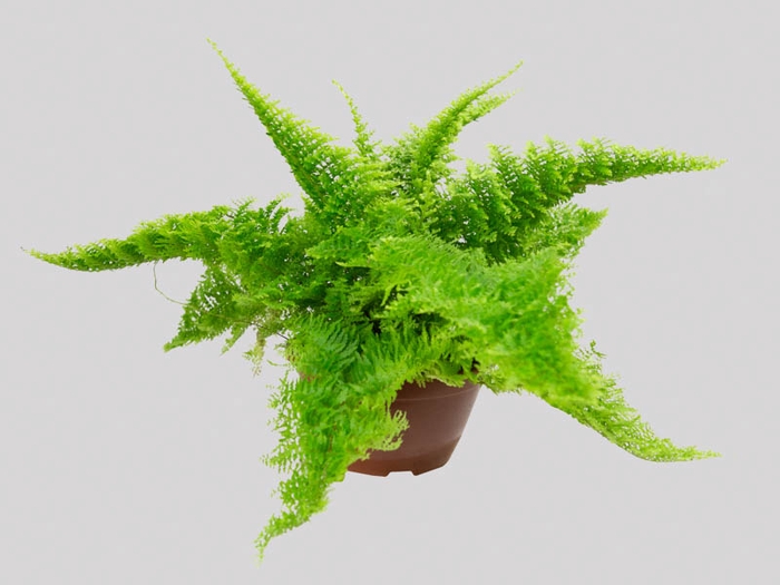 <h4>SAMAMBAIA HAVAIANA MINI C13</h4>