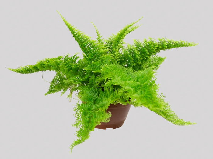 <h4>SAMAMBAIA HAVAIANA MINI C13</h4>