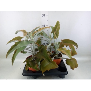 Kalanchoe NF beharensis