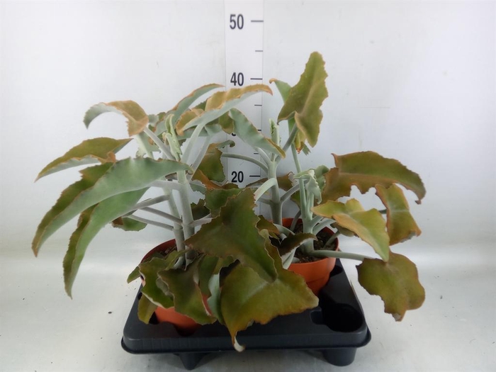 <h4>Kalanchoe NF beharensis</h4>
