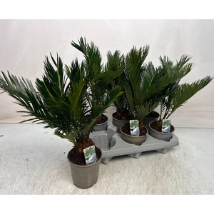 CYCAS REVOLUTA