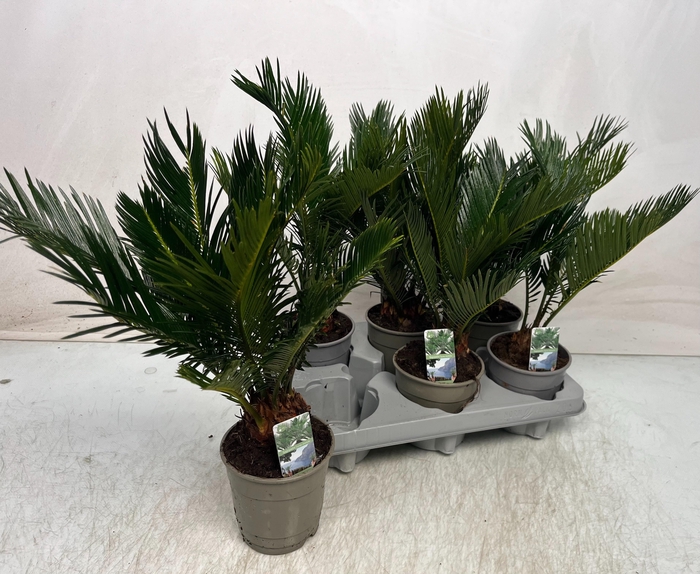 <h4>CYCAS REVOLUTA</h4>