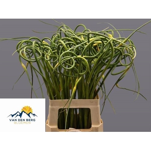 ALLIUM SAT OPHIOSCO