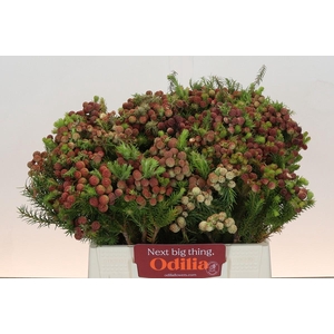 Kaaps Groen Palaecea