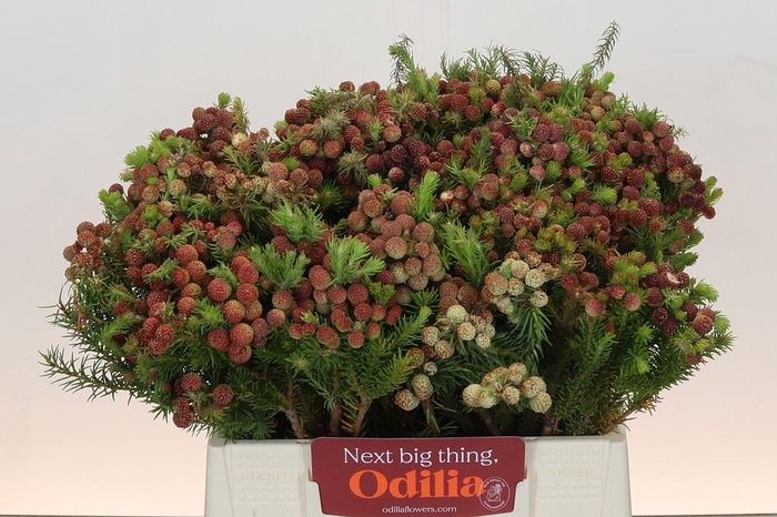 <h4>Kaaps Groen Palaecea</h4>