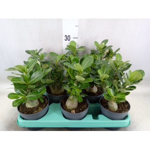 Adenium obesum