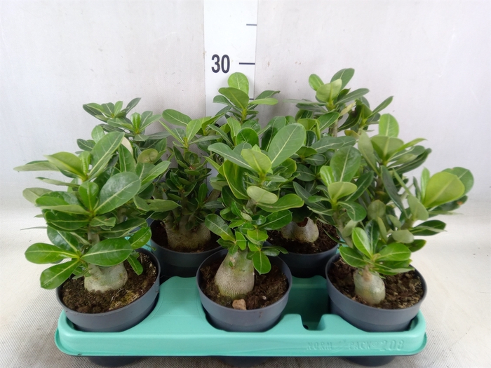 <h4>Adenium obesum</h4>