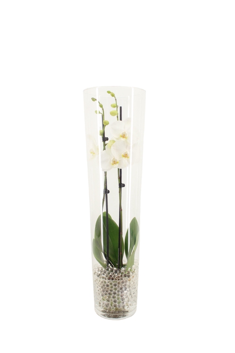 <h4>Conisch 70cm Phal Wit 2T14+ met Blanco waterpearls</h4>