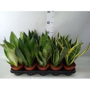 Sansevieria trifa.   ...