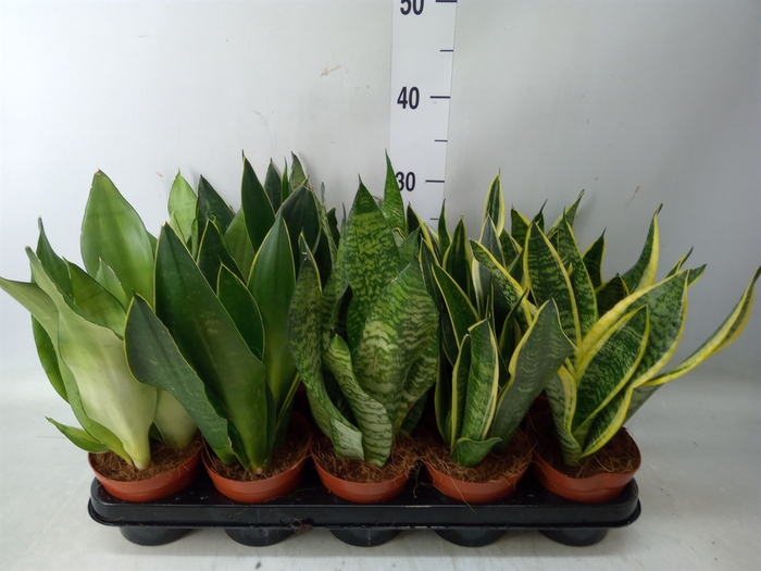 <h4>Sansevieria trifa.   ...</h4>