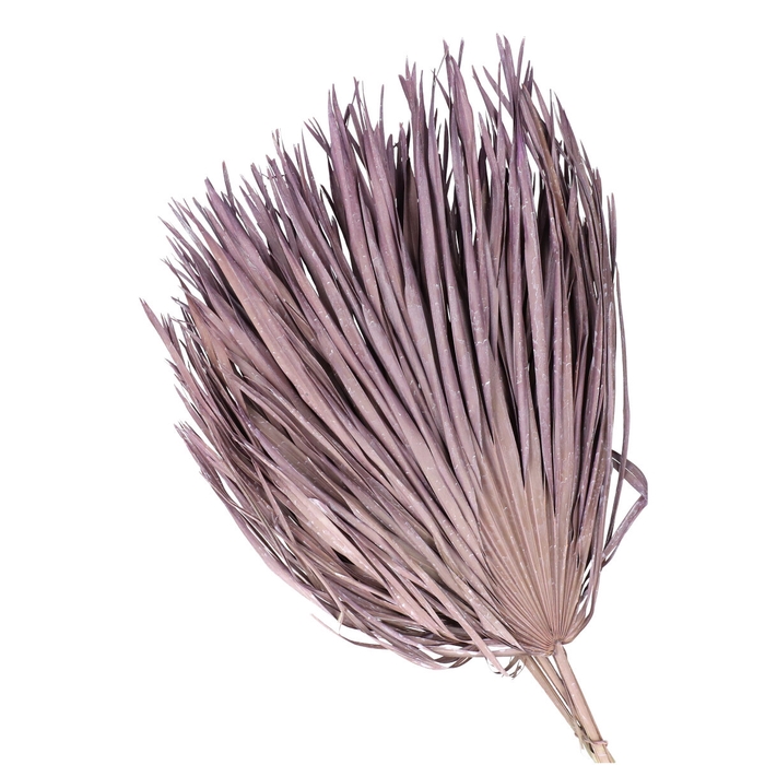 <h4>Droogbloem Chamaerops 70cm</h4>