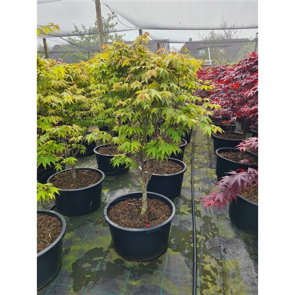 <h4>Acer palmatum 'Osakazuki'</h4>