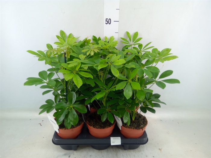 <h4>Schefflera arbor. 'Nora'</h4>