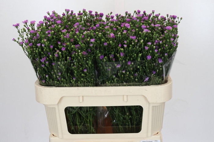 <h4>Aster Casarosa</h4>