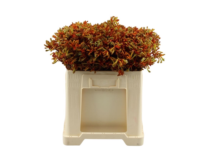 <h4>Anigozanthos Oranje 50cm</h4>