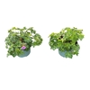 Geranium Rozanne