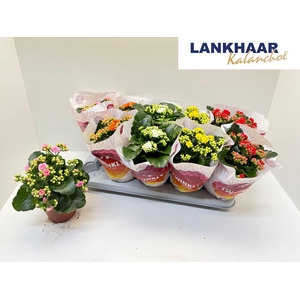 KAL GE PERF GEM 5 KL