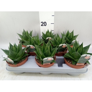 Aloe aristata 'Cosmo'