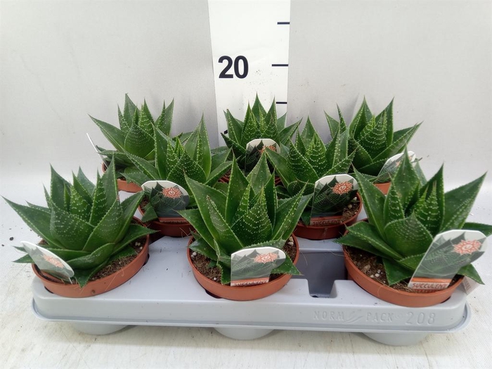 <h4>Aloe aristata 'Cosmo'</h4>