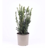 Taxus media Hillii