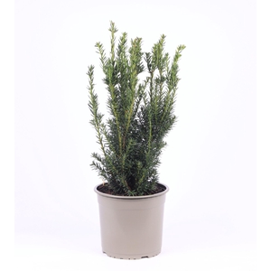 Taxus media Hillii