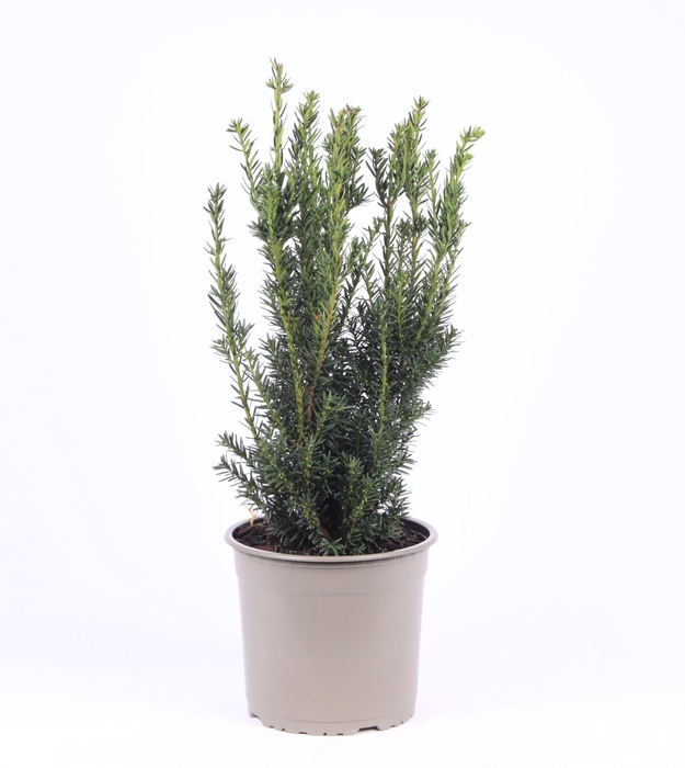Taxus media Hillii