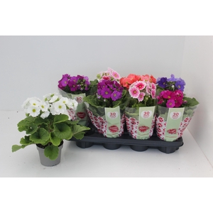 PRIM OB SWEETK A GEM