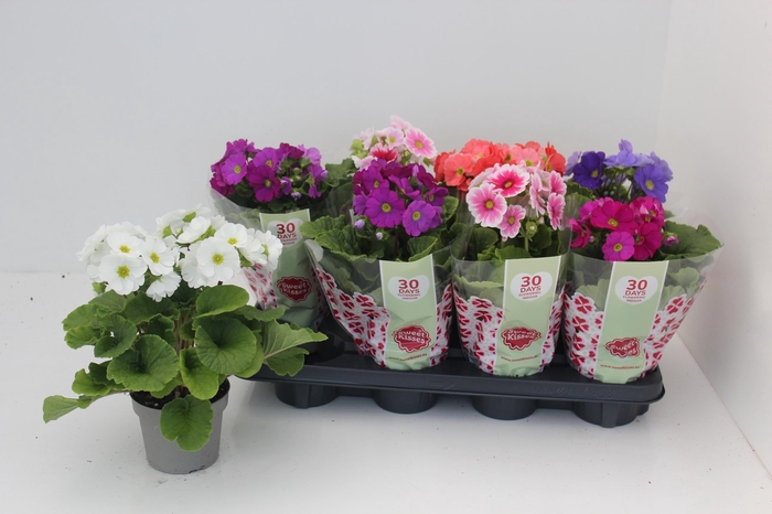 <h4>PRIM OB SWEETK A GEM</h4>