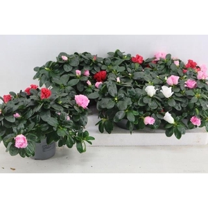 RHODO OV