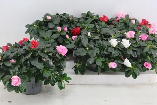 <h4>RHODO OV</h4>