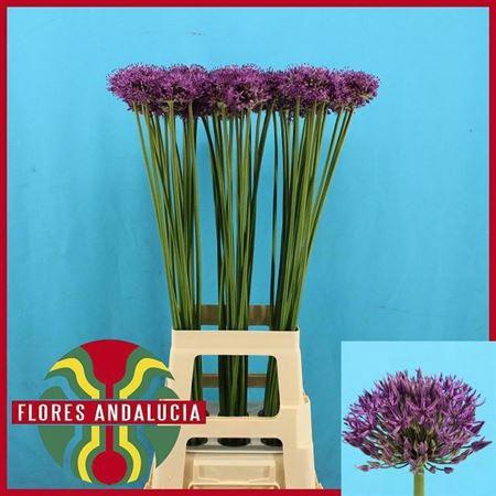 <h4>Allium Gladiator</h4>