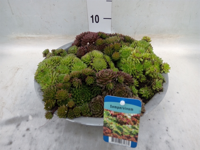 <h4>Sempervivum   ...</h4>