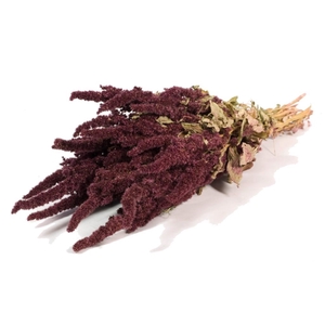 Amaranthus natural red