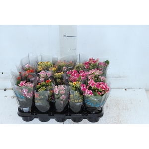 KALANCHOE P06 BICOLOR