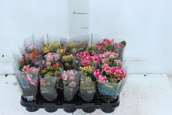 <h4>KALANCHOE P06 BICOLOR</h4>