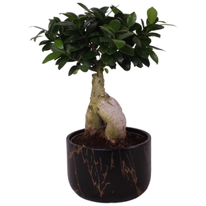 Ficus m. Ginseng Ball Shape Ø18cm in Ø20cm Ceramic PL469
