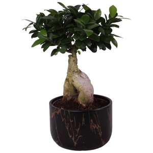 Ficus m. Ginseng Ball Shape Ø18cm in Ø20cm Ceramic PL469