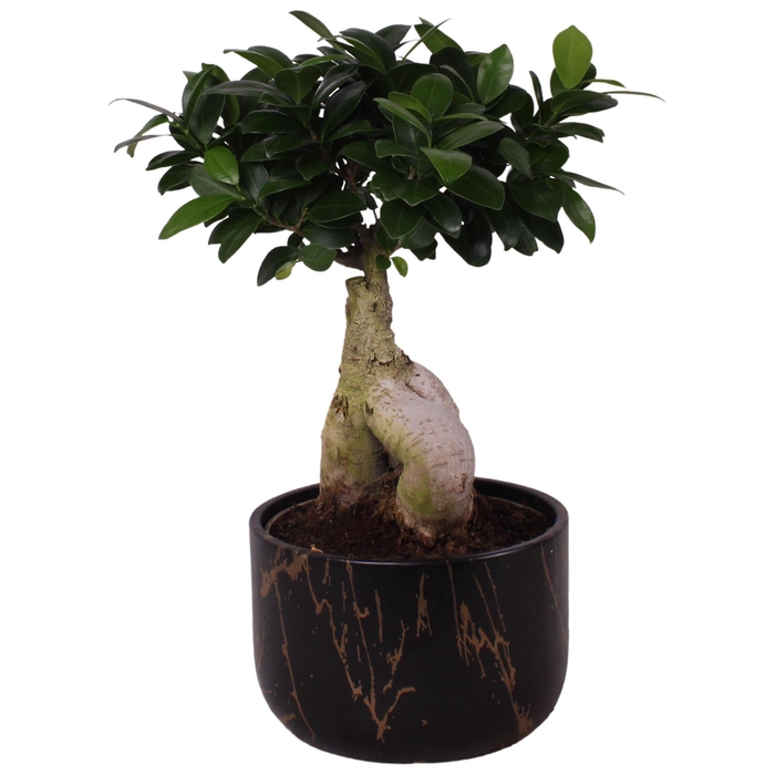 <h4>Ficus m. Ginseng Ball Shape Ø18cm in Ø20cm Ceramic PL469</h4>